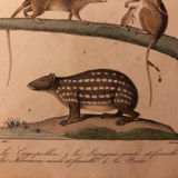 Lithograph late 19th watercolor mammals.