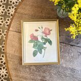 Old frame Redouté roses