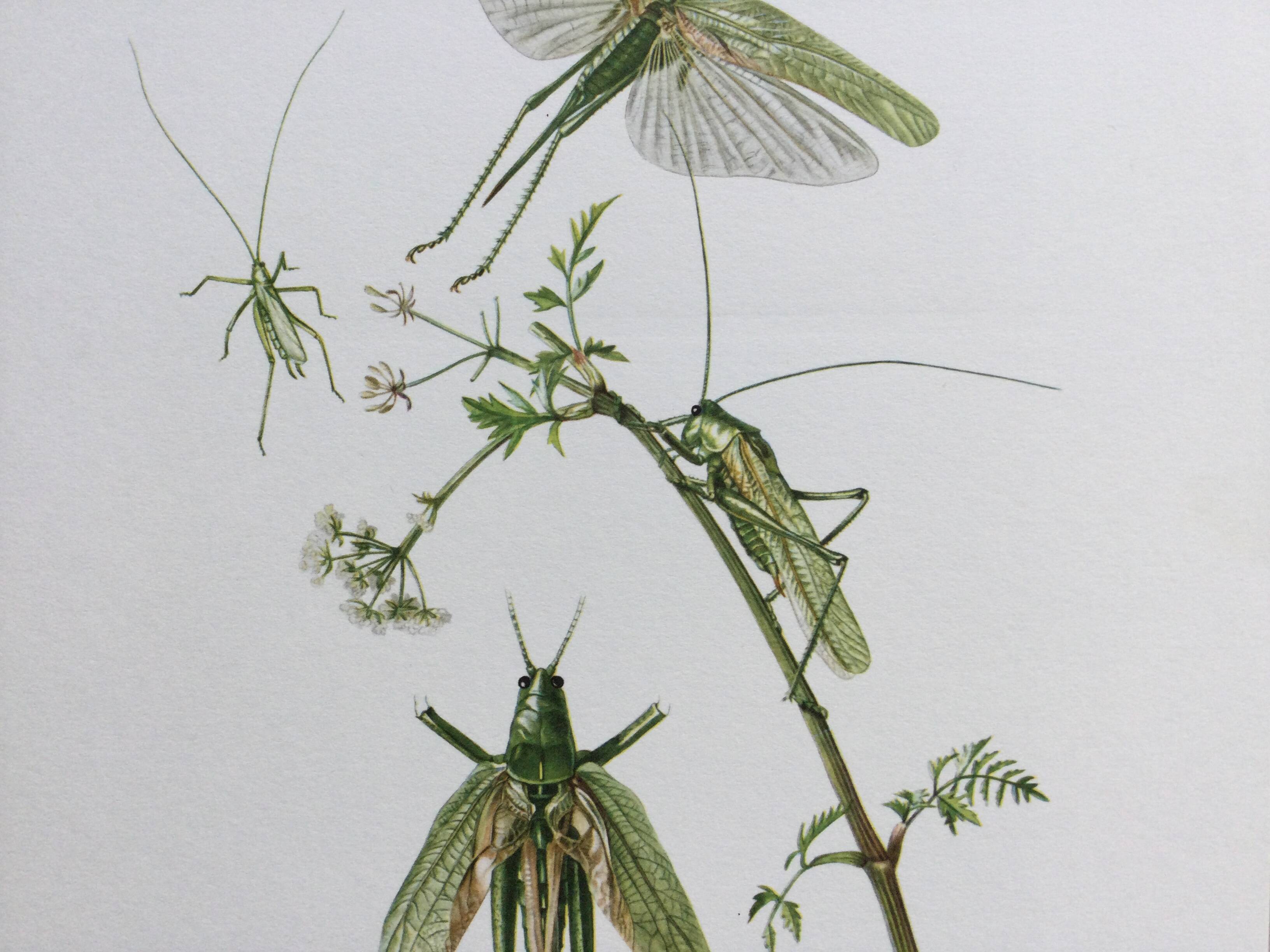 Antique illustration "insects", 1960s