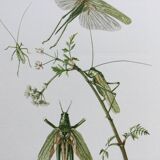 Old illustration "insects", 1960s