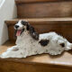 Sculpture of a Springer dog