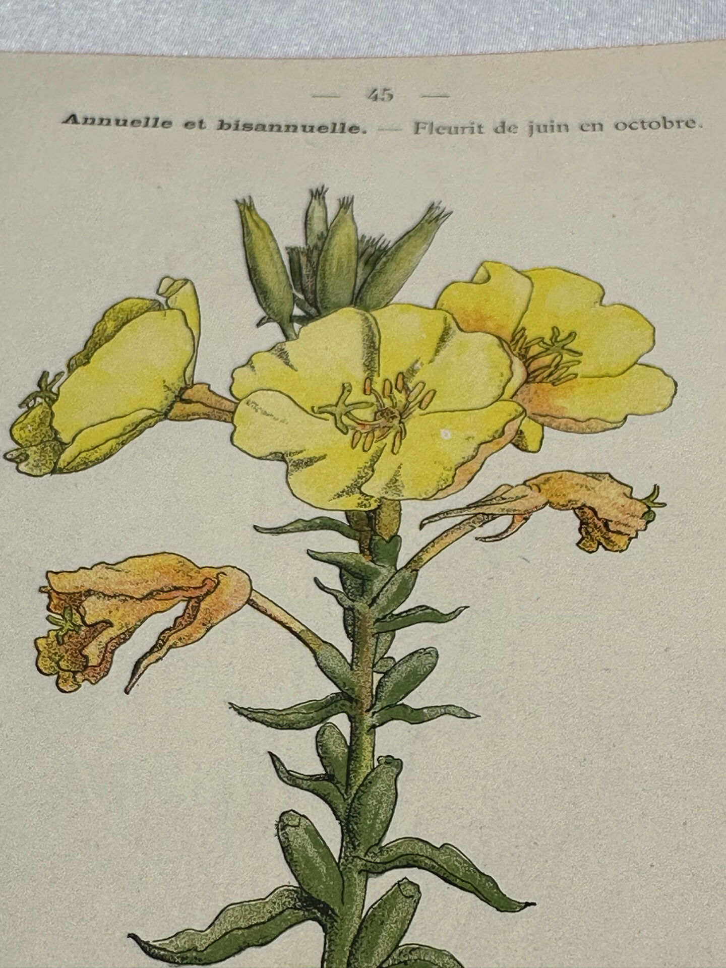 Botanical plate engraving flower France double-sided circa 1800 coloured