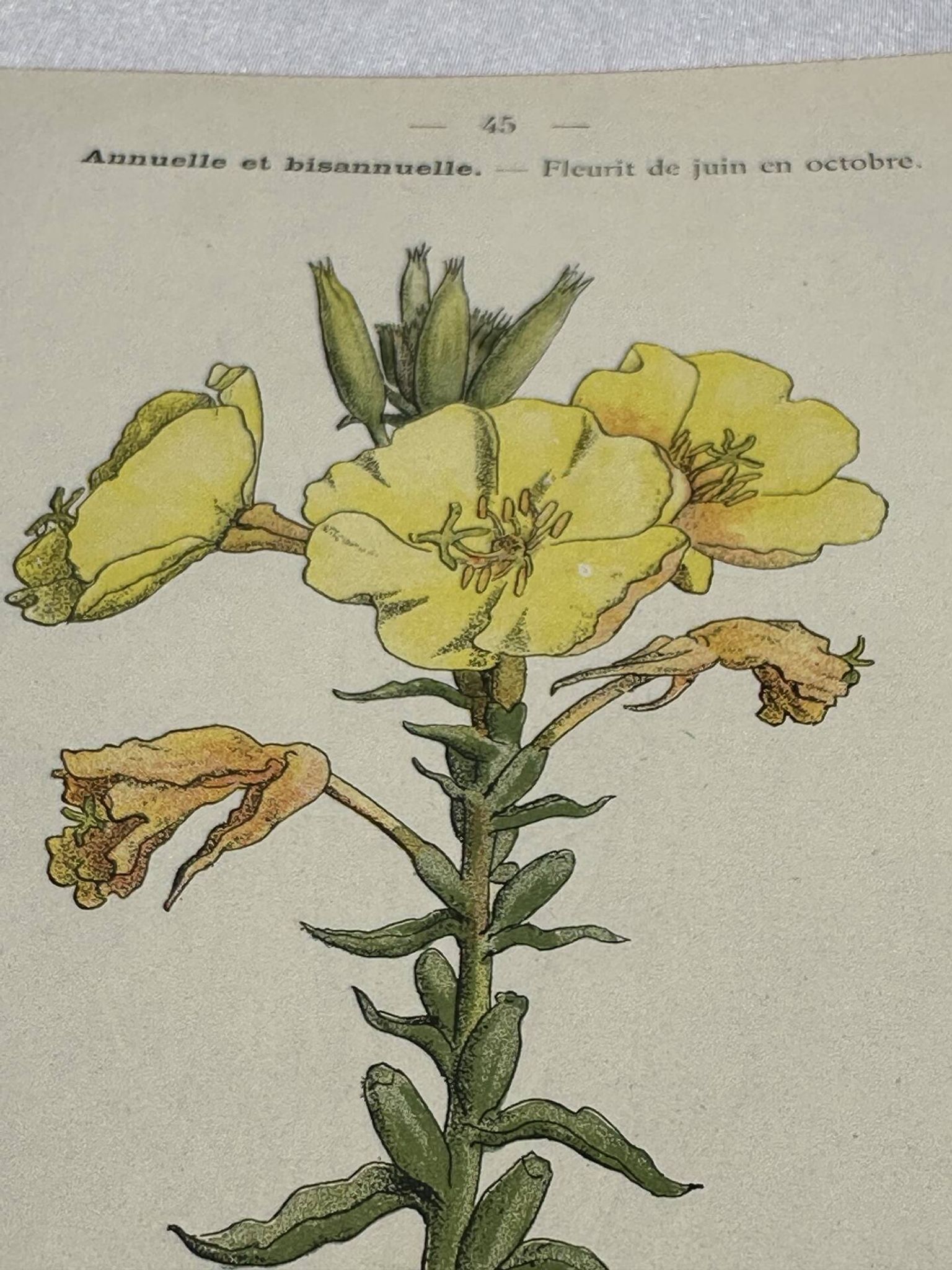 Planche botanique gravure fleur France double face circa1800 colorée