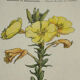 Botanical plate engraving flower France double-sided circa 1800 coloured
