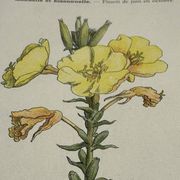 Planche botanique gravure fleur France double face circa1800 colorée