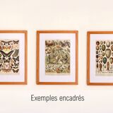 Old engraving 1928, Butterflies of Europe, entomology, insect • Lithograph, original illustration