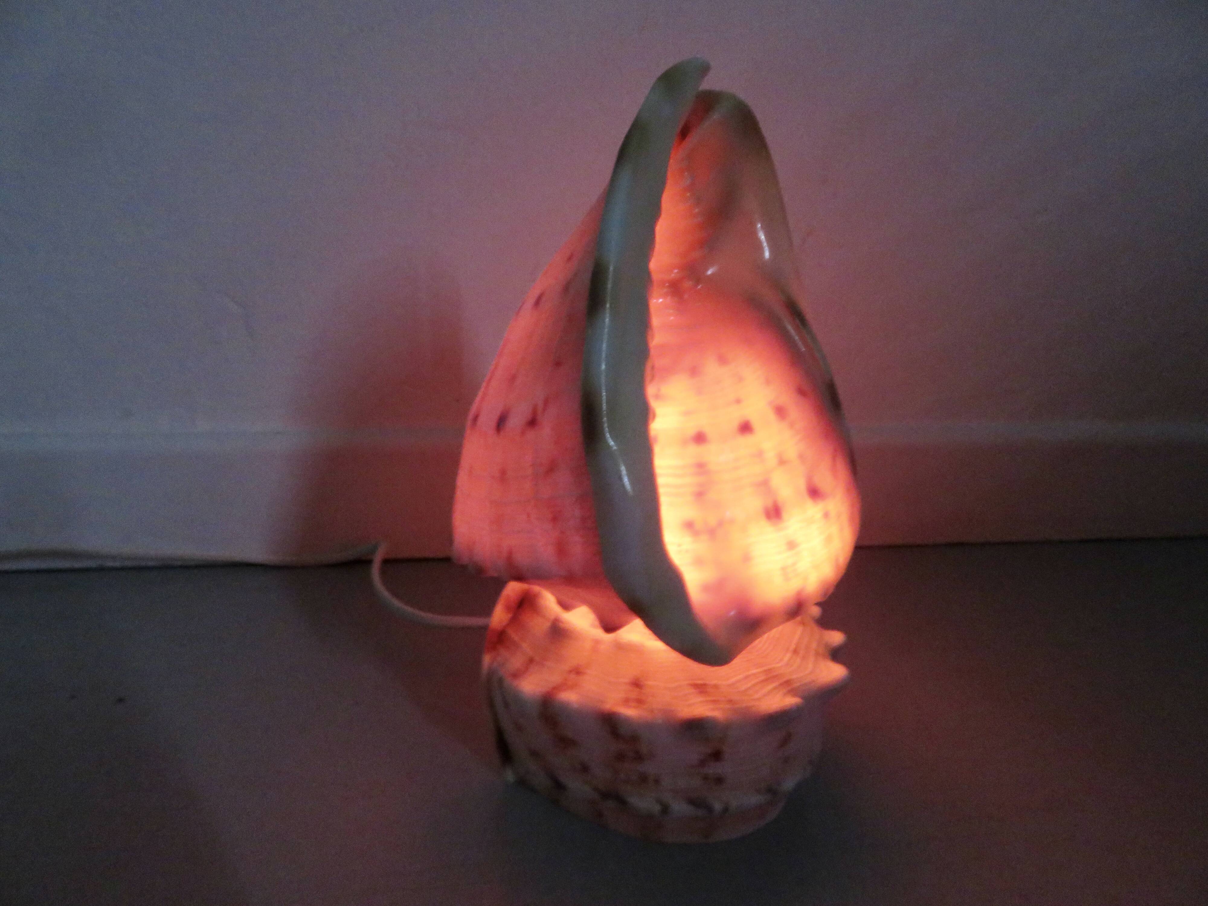 Lampe coquillage "cassis cornita" années 70