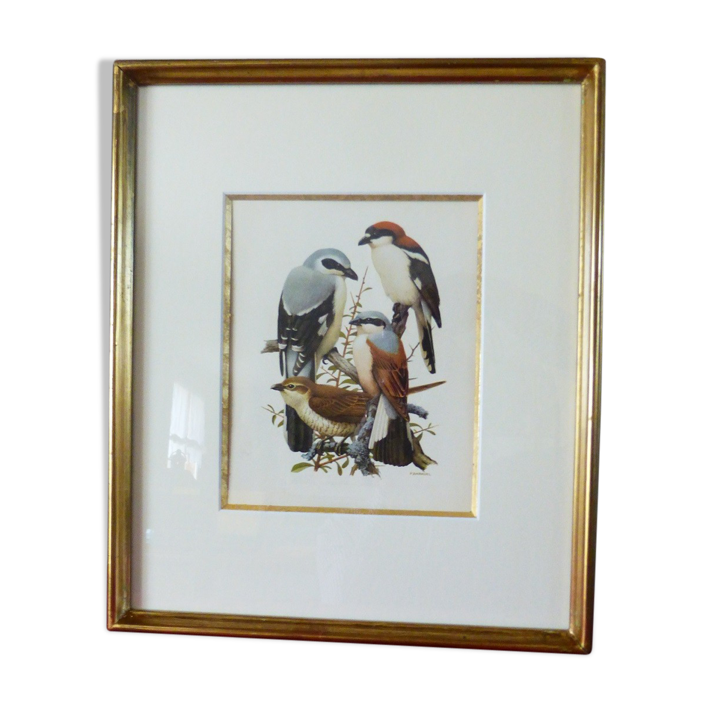 Birds - collection Hepatior N ° 16