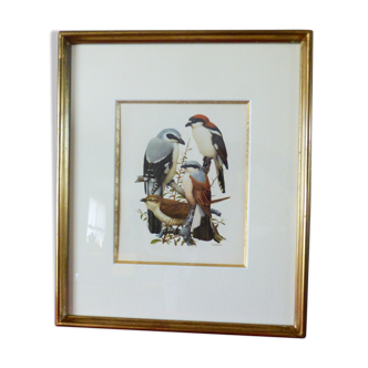 Birds - collection Hepatior N ° 16