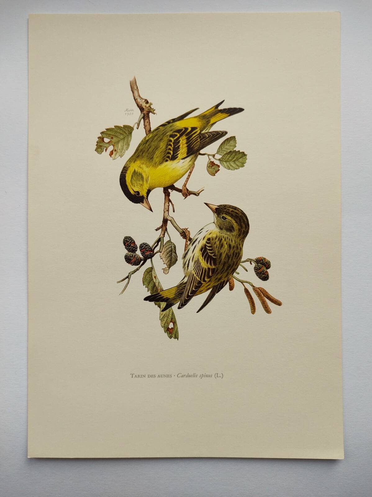 Bird board from the 60s - Siskin of the Aunes - Vintage ornithology and zoology illustration