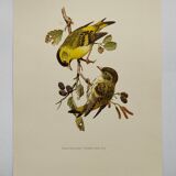 Bird board from the 60s - Siskin of the Aunes - Vintage ornithology and zoology illustration