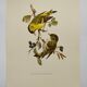 Planche oiseaux Années 60 - Tarin des Aunes - Illustration ornithologie  et zoologie vintage