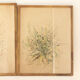 Pair of vintage paintings 1950 frame gilded wood