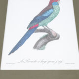 Engraving bird parrot, the parakeet with wide tail jacques barraband