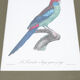 Gravure oiseau perroquet, la perruche a large queue jacques barraband