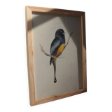 Trogon surrucua - A5