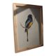 Trogon surrucua