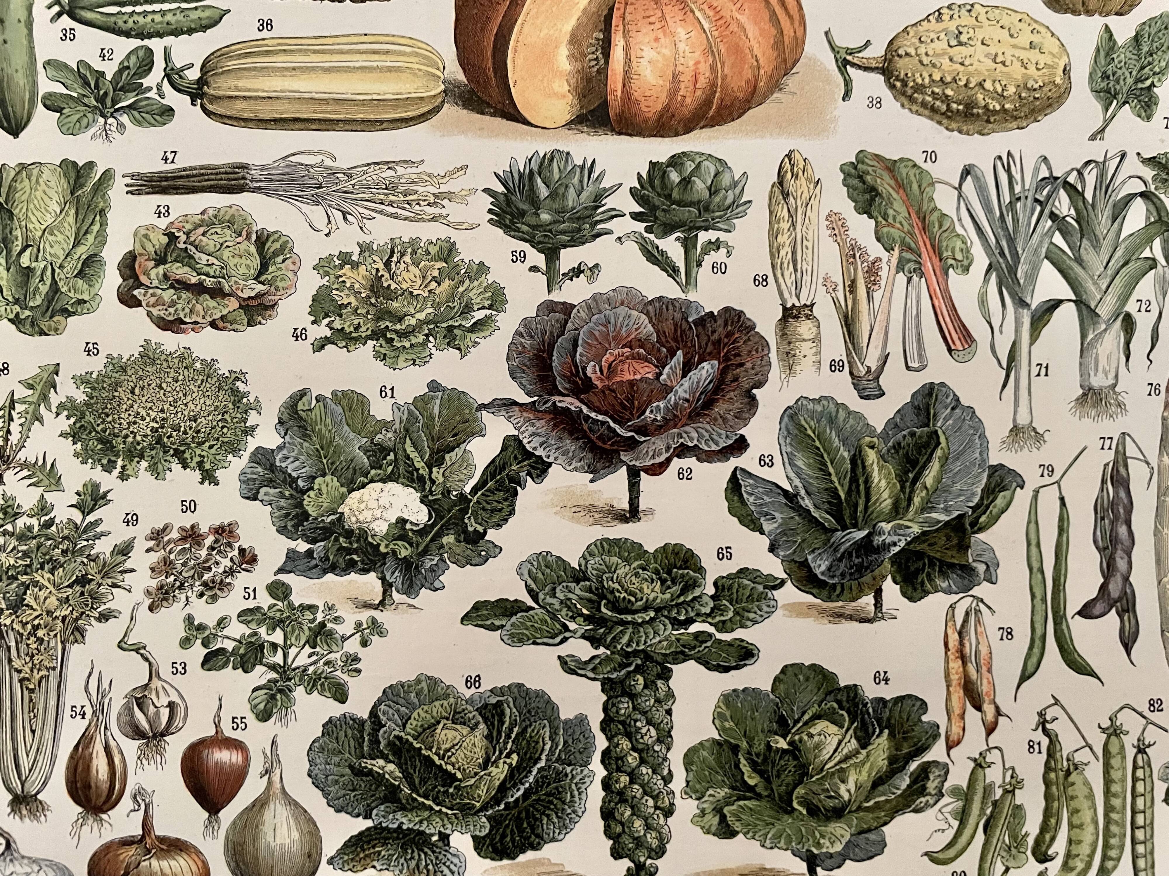 Lithograph on vegetables and vegetable plants - 1900