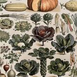 Lithograph on vegetables and vegetable plants - 1900