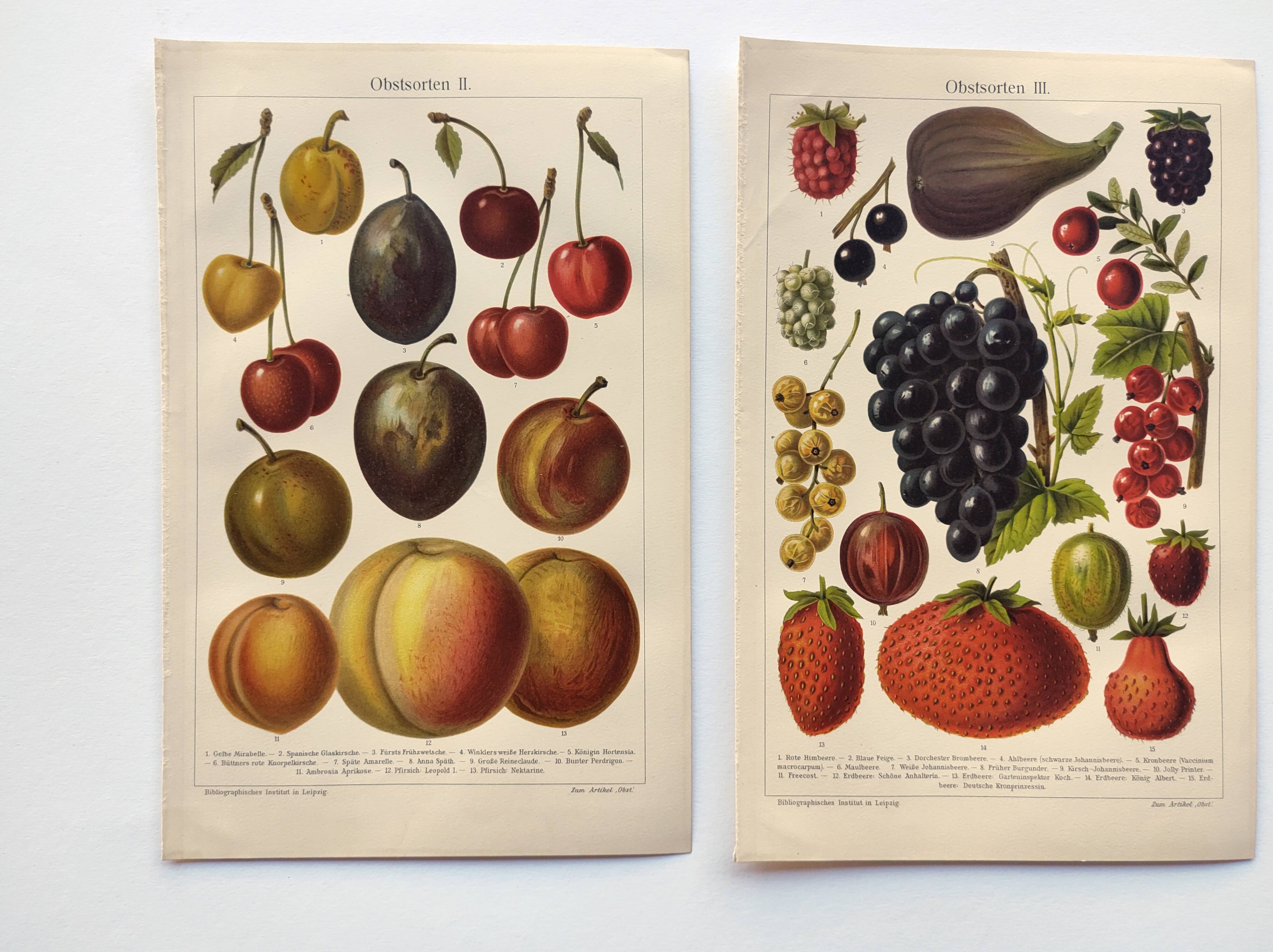 2 Engravings from 1909 - Fruit varieties - Strawberry, Grape and Cherry - Old German plates