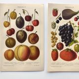 2 Engravings from 1909 - Fruit varieties - Strawberry, Grape and Cherry - Old German plates