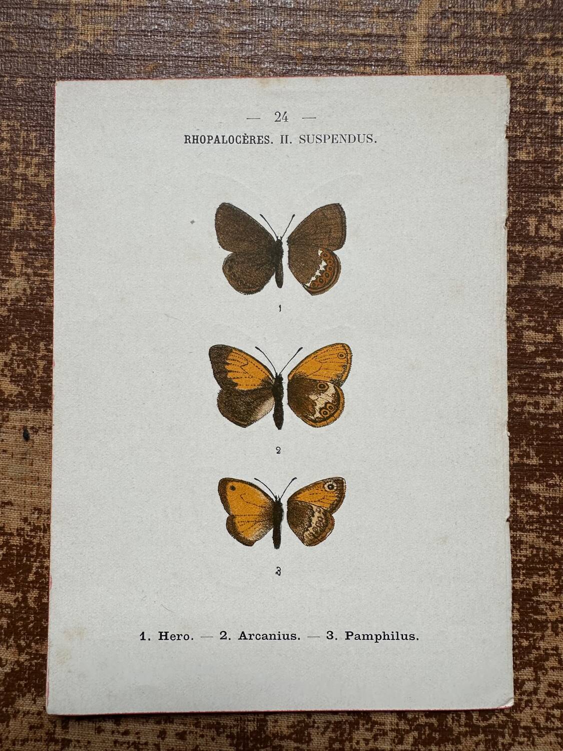 Gravure botanique, planche naturaliste ancienne papillons