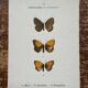 Gravure botanique, planche naturaliste ancienne papillons