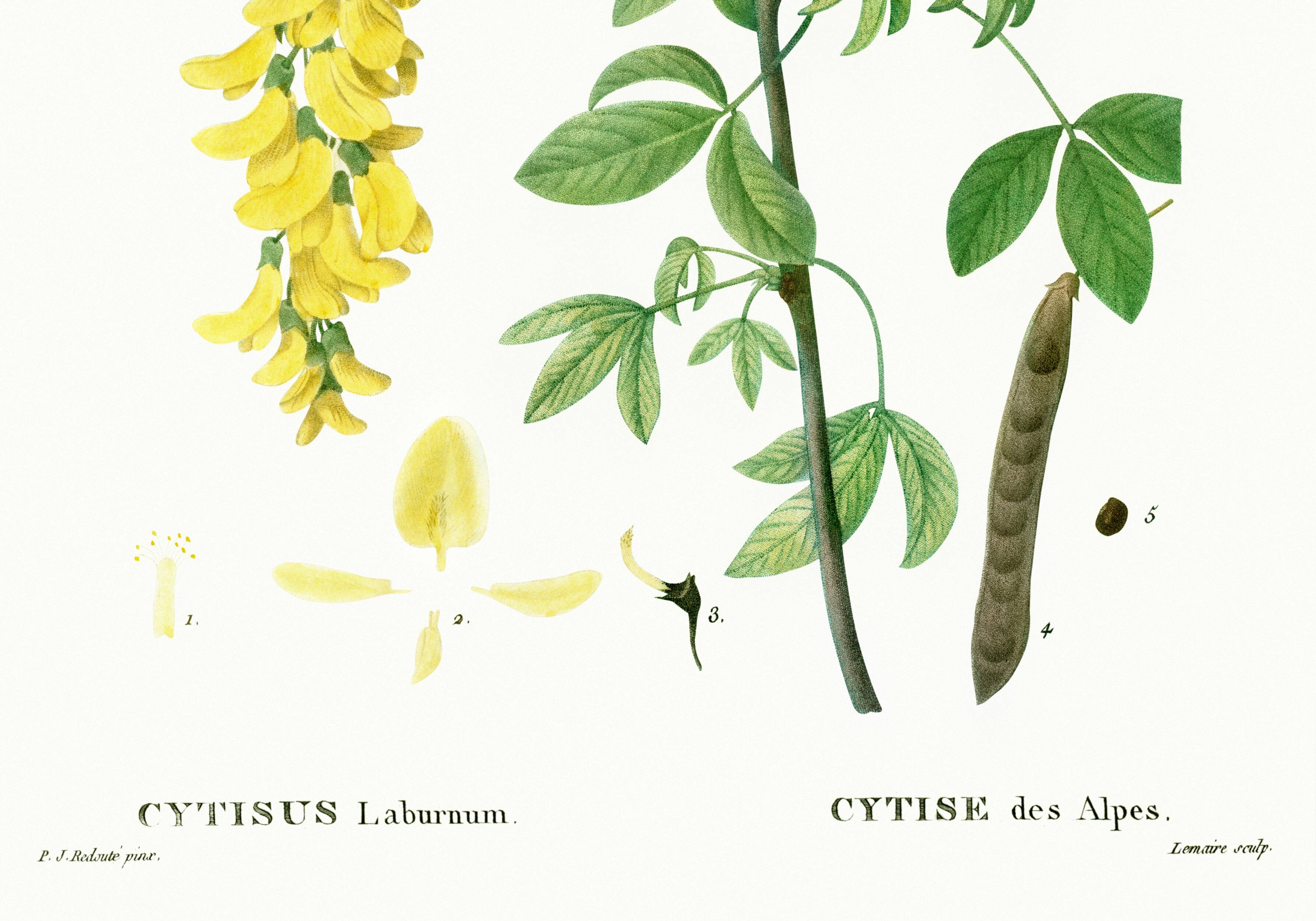 Botanical poster of the Alpine Laburnum, after an old engraving