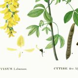 Botanical poster of the Alpine Laburnum, after an old engraving
