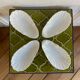 Antique porcelain cups scallops