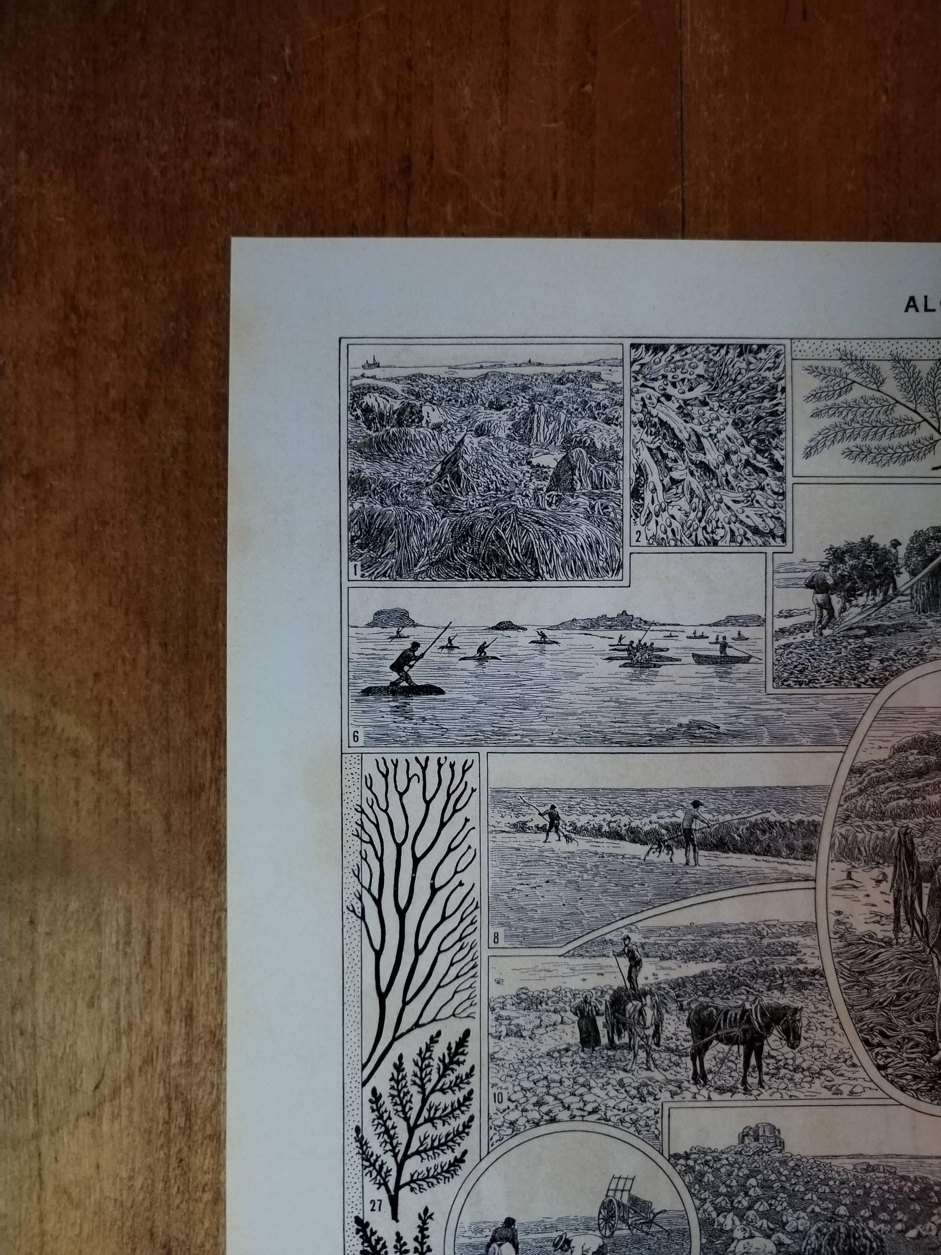 Original lithograph on algae