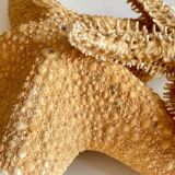 Vintage starfish