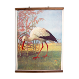 Displays educational Stork 1879