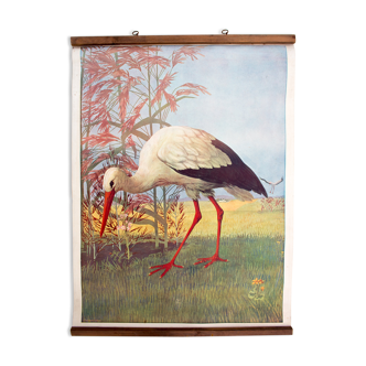 Displays educational Stork 1879