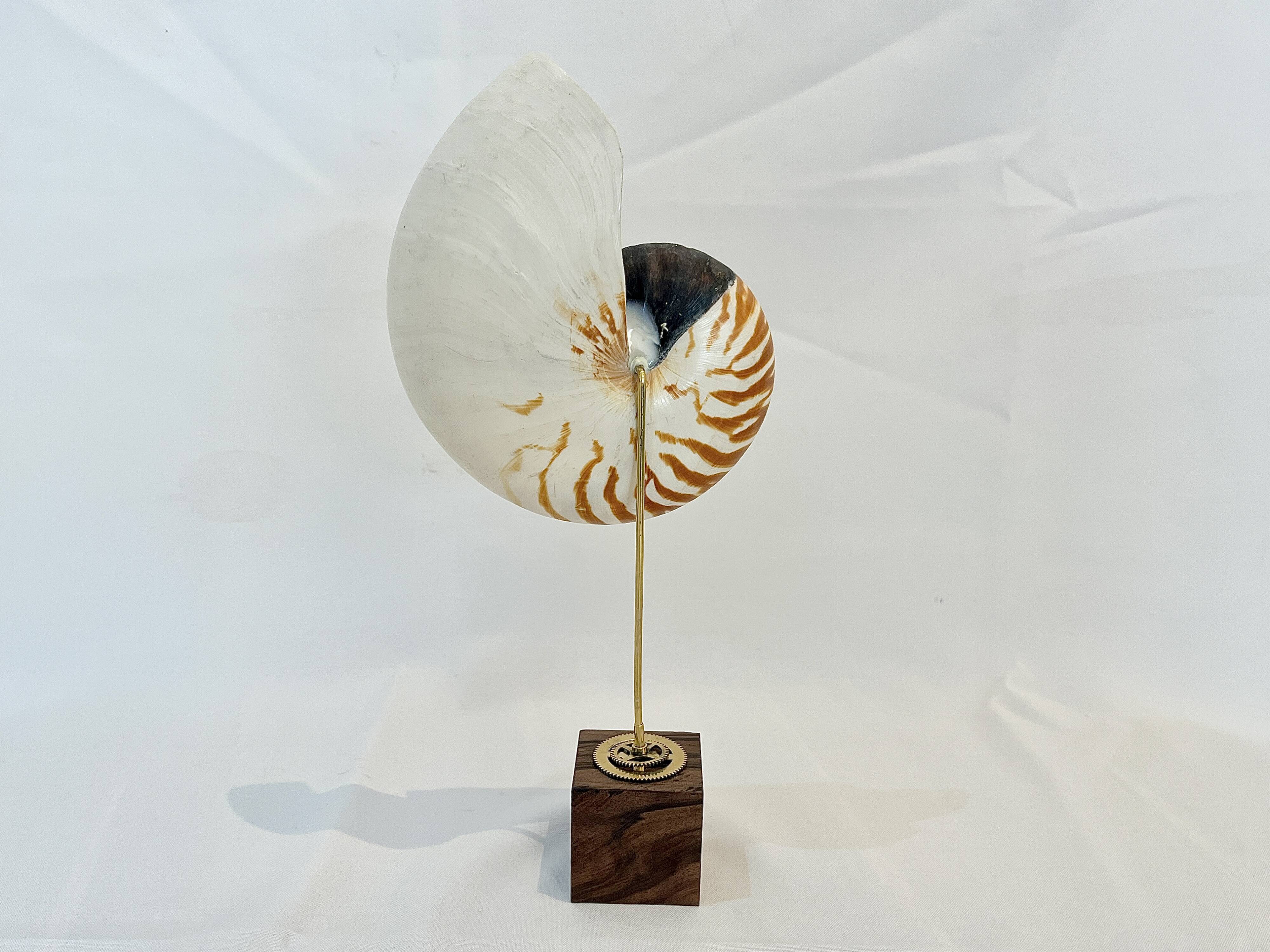Antique large half nautilus on wooden base cabinet of curiosities