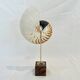 Antique large half nautilus on wooden base cabinet of curiosities