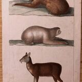 Lithographie fin 19e animaux aquarellés