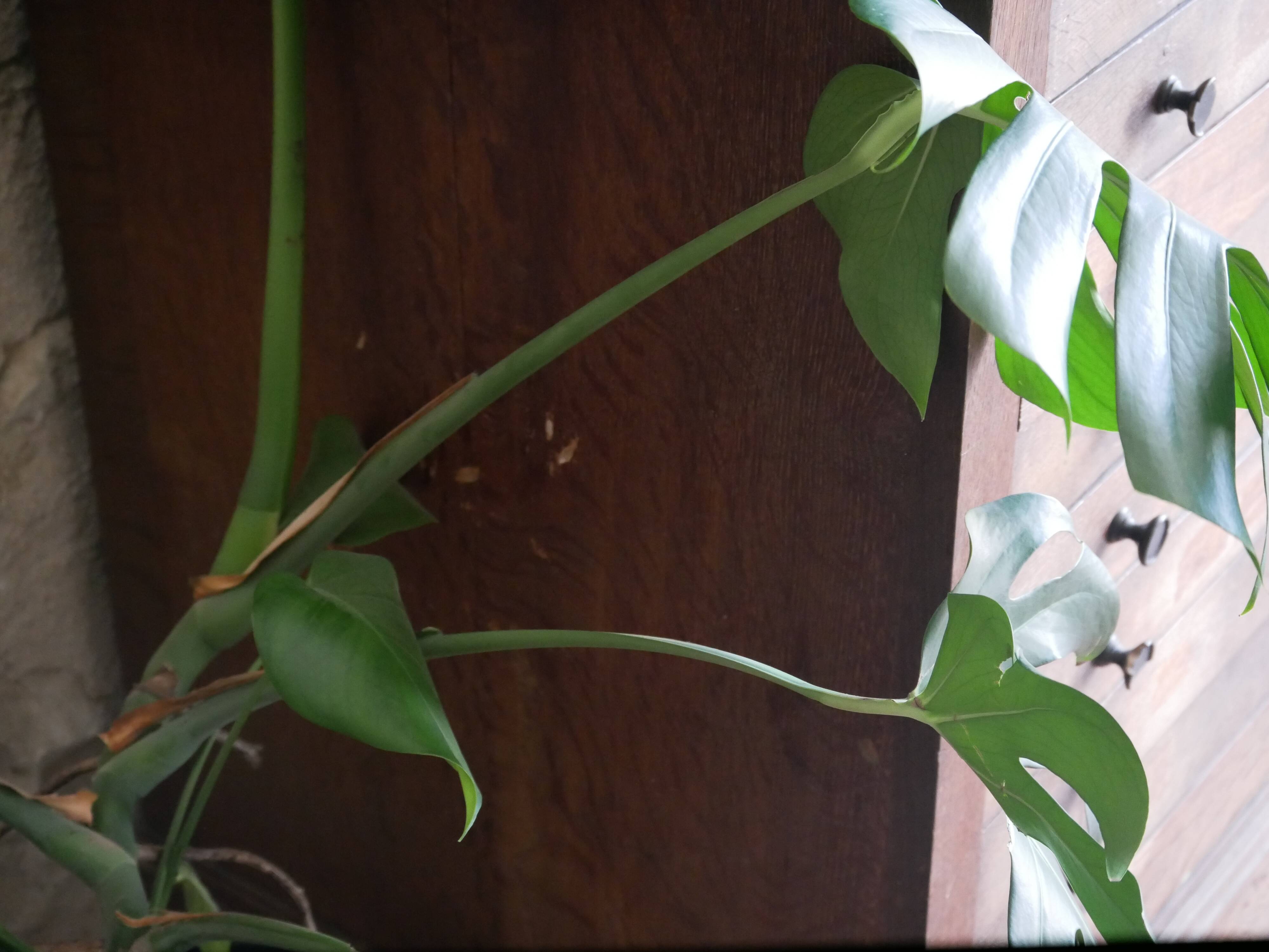 Furniture of trade type printer