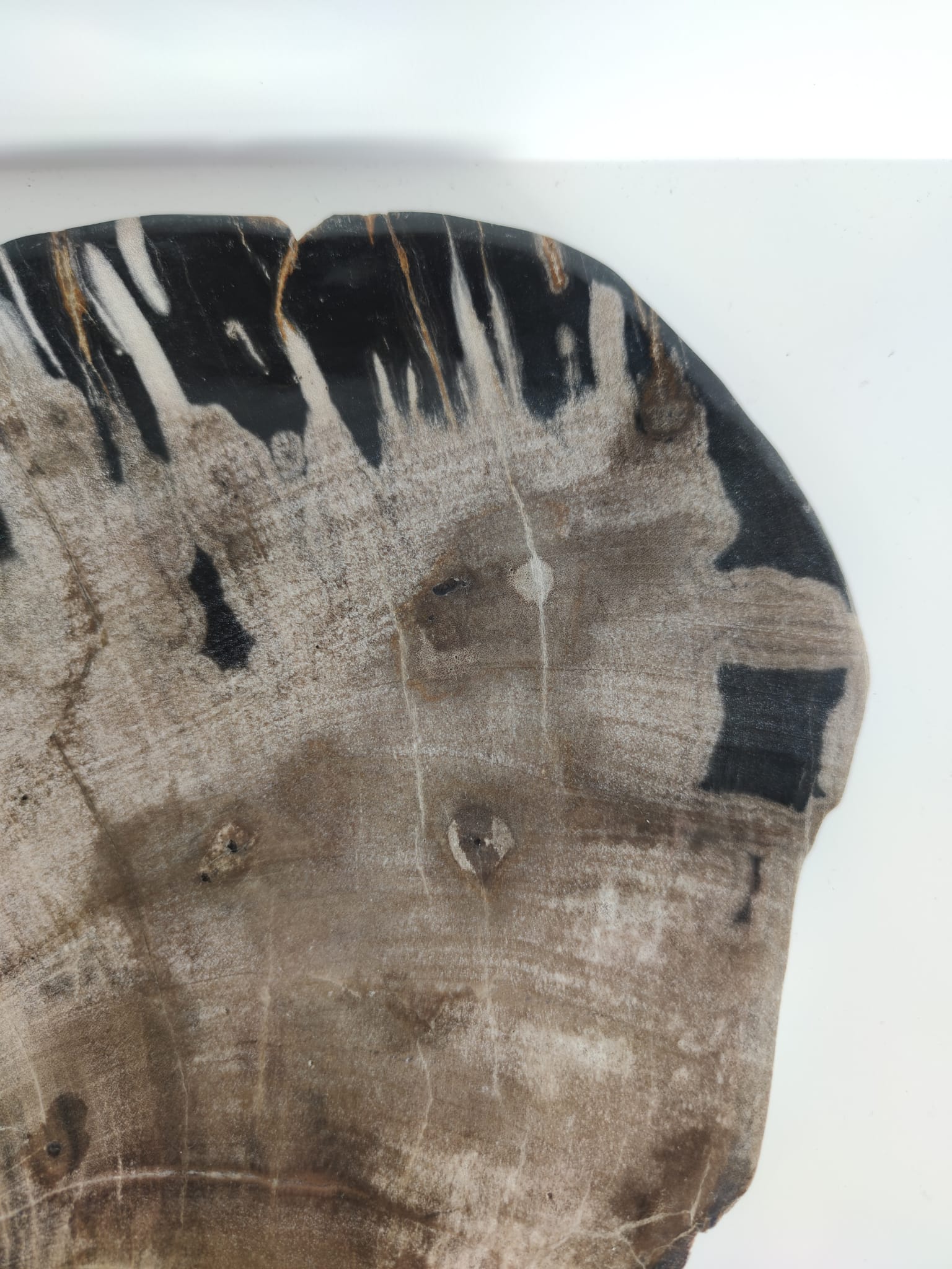 Large empty pocket or flat petrified wood - 24,5cm