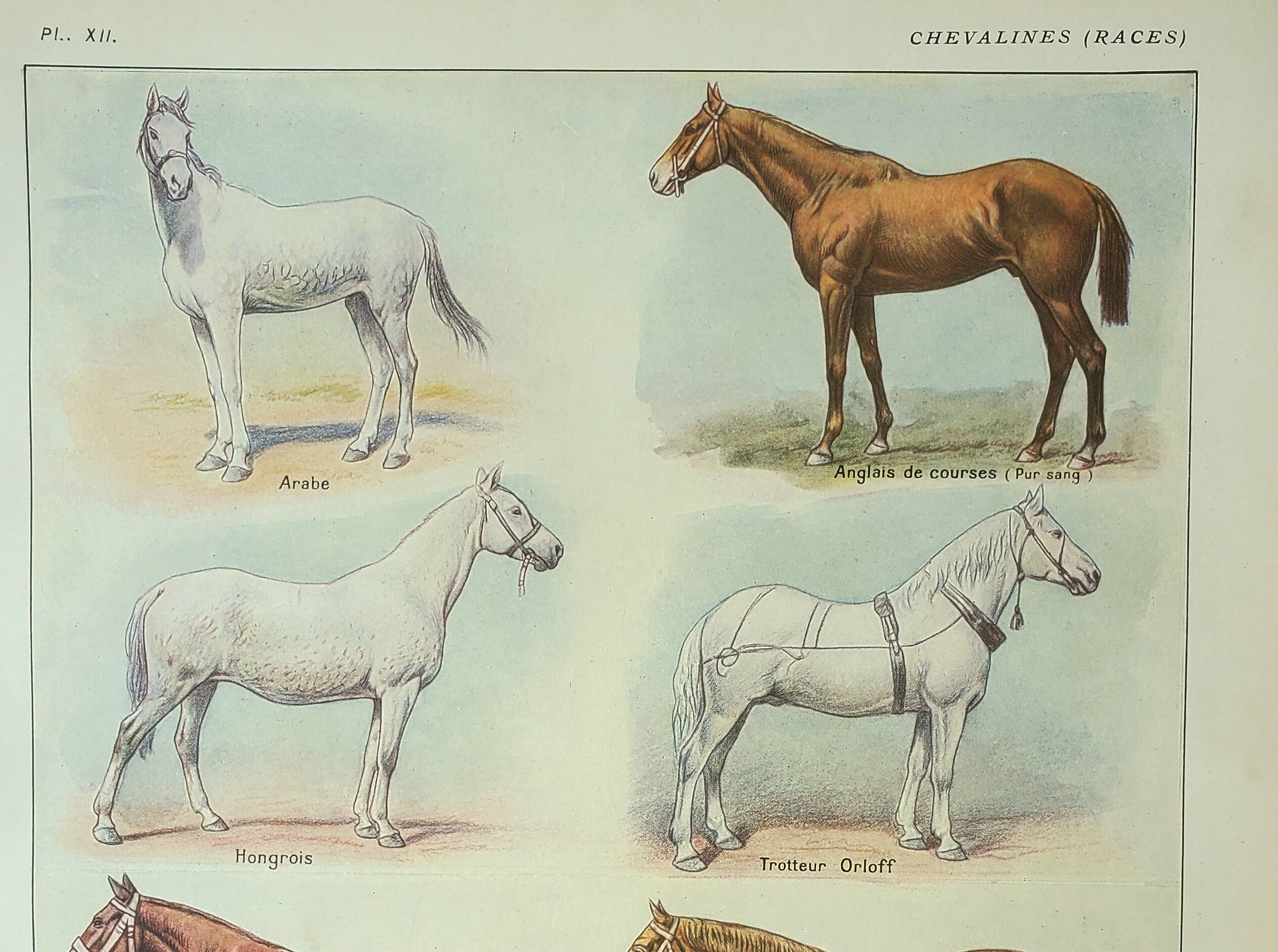 Old engraving 1922 M. Dessertenne - Horse, conformation, anatomy