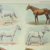 Old engraving 1922 M. Dessertenne - Horse, conformation, anatomy