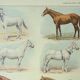 Old engraving 1922 M. Dessertenne - Horse, conformation, anatomy