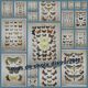Butterflies - Antique engraving from 1887 - Lithograph by Gonostigma nature