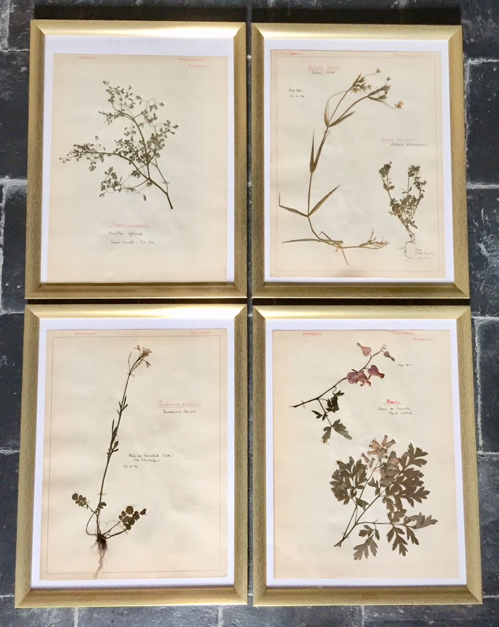Lot of 4 boards herbarium 1950
