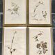 Lot of 4 boards herbarium 1950