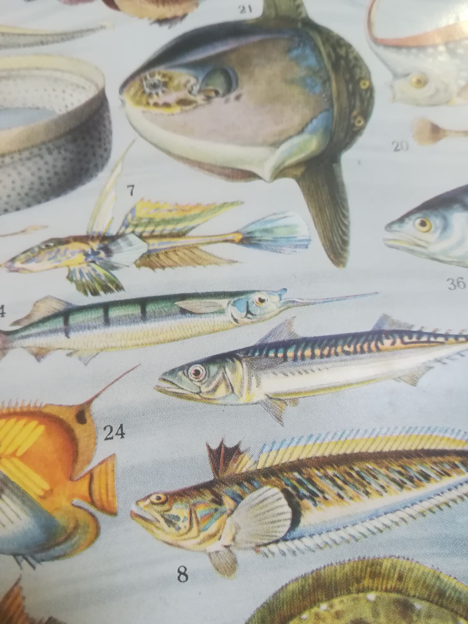 Lithographie sur les poissons de 1928