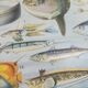 Lithographie sur les poissons de 1928