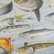 Lithographie sur les poissons de 1928
