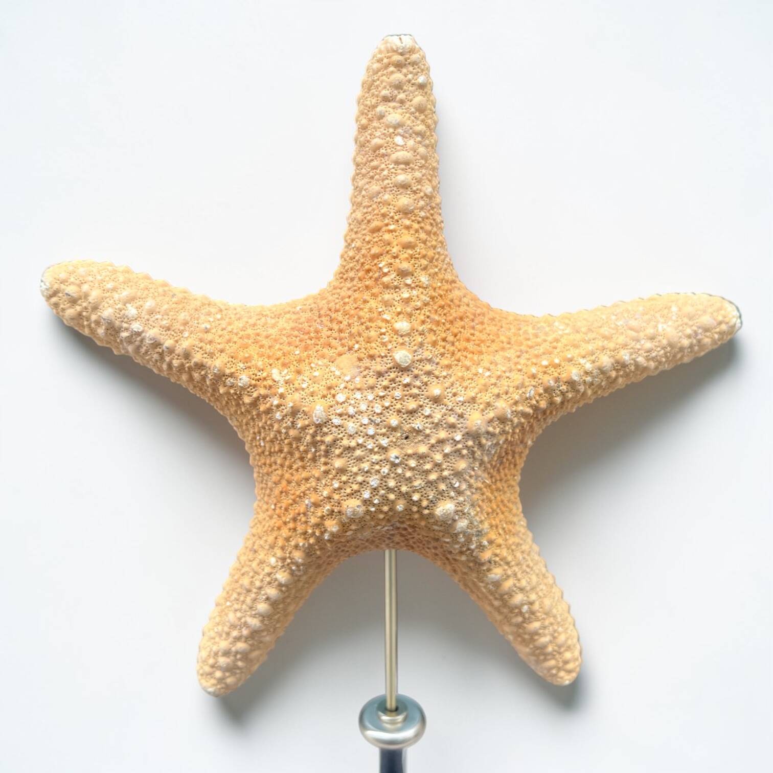 Starfish on turned wooden base, late 19th century - cabinet of curiosities
