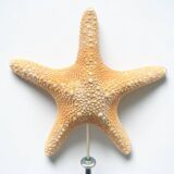 Starfish on turned wooden base, late 19th century - cabinet of curiosities